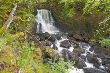 Wall Mural - waterfall at Aros Park near to Tobermory on the Isle of Mull