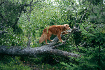 Wall Mural - dog in the green forest put her paws on a log. Nova Scotia Duck Tolling Retriever in nature among the trees. Walk with a pet