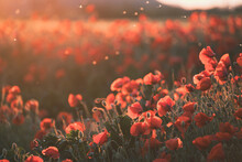 Beautiful Field Of Red Poppies In The Sunset Light.