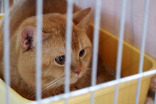 A Red-haired British Cat Sits In A Plastic Tray In A Cage At A Cat Show. Cute Cat