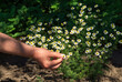 © Виталий Борковский - Collection of medicinal herbs chamomile on the lawn in the forest