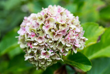 Close Up Of A Pink Hydrangea Or Hortensia Which Is Fading And At The End Of The Season