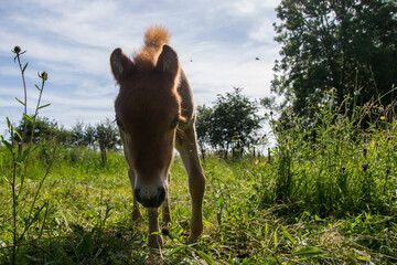 Wall Mural - Poney dans leur prairie