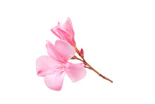 Pink Oleander Flower And Leaves Isolated On White Background