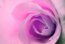 Rosebud Macro Photo. Marriage And Romantic Relationships And Valentine's Day Themed Background