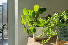 Closeup Of Pilea Peperomioides Houseplant In Ceramic Flower Pot On White Table Over Gray Wall At Home. Sunlight. Chinese Money Plant. Indoor Gardening, Hobby Concept