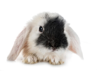 Sticker - mini lop in studio