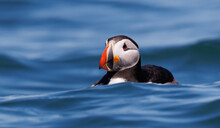 An Atlantic Puffin Off The Coast Of Maine 