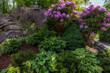 Rhododendron blooming in a shade garden