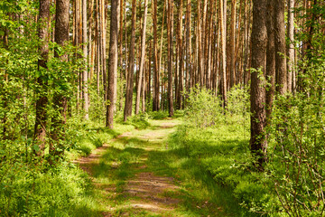 Naklejka na meble leśna droga