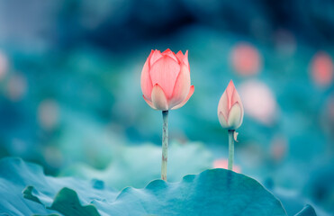 Lotus flower plants in garden pond