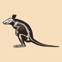 Skeleton Wallaby Vector Illustration