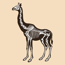 Skeleton Giraffe Vector Illustration