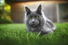 Grey Maine Coon Cat Lying Down On Grass, Close Up Wide Angle Portrait