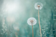 Fluffy dandelions on a beautiful turquoise background. A dreamy art image. Gentle summer background of nature. Selective focus.