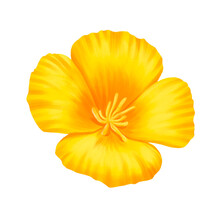 Drawing Flower Of Eschscholzia , California Poppy, Cup Of Gold Isolated At White Background , Hand Drawn Botanical Illustration