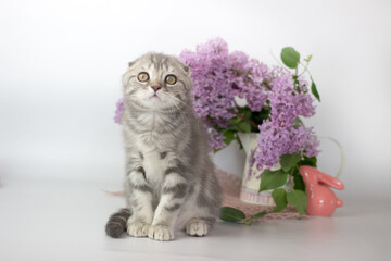 Wall Mural - Scottish Fold kitten on the white background wiht lilac flowers