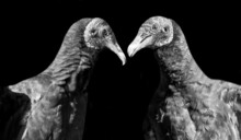 Two Dangerous Turkey Vulture On The Dark Background