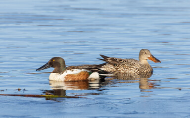 Wall Mural - Northern Shoveler Pair in Alaska