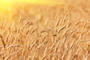 Wall Mural - Amazing agriculture sunset landscape.Growth nature harvest. Wheat field natural product. Ears of golden wheat close up. Rural scene under sunlight.