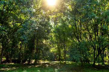 Brazilian rainforest, closed green forest with sunbeams.