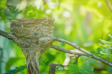 Bird egg with nest on a tree branch