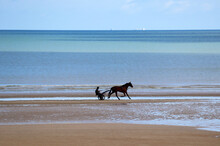 A Man Rides A Horse Along The Beach In Cabourg
