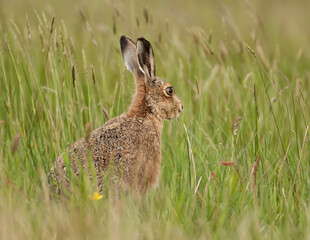 Hare in the long grass