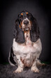 Portrait of the Basset Hound Dog