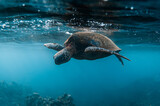 Fototapeta Łazienka - Underwater nature photo of adult sea turtle swimming on the surface of clear blue ocean water with coral reef below in deep blue sea in Maui Hawaii