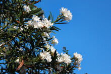 White Oleander Shrub In Bloom Against Blue Sky Background
