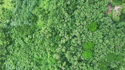 forestry green perennial tree in tropical rainforest. carbon footprint and decarbonisation concept