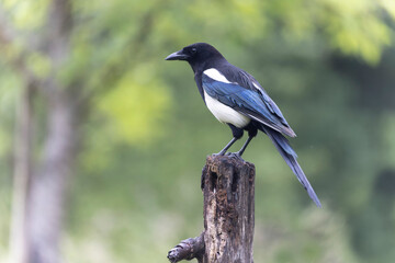 European Magpie Pica pica sitting on a dead branch