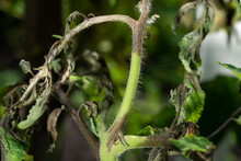 Stem Of A Tomato Plant Affected By Late Blight. Phytophthora Infestans. Selective Focus.