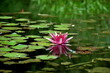 Rosa Seerose spiegelt sich im Wasser