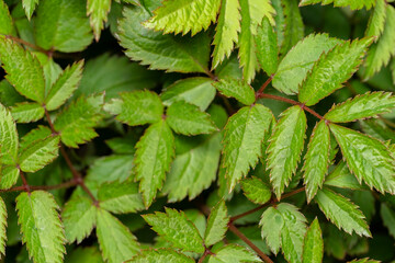 Canvas Print - Astilba, or Astilbe, a genus of perennial plants of the Saxifragaceae family, beautiful natural background