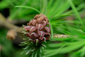 Sticker - Larch tree fresh cones bloom in spring on a black background. Branches with young needles of European larch Larix decidua with pink flowers. Natural natural background, spring flowering