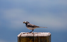 A Motacilla Alba Bird Sitting On A Wood 