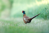 Fototapeta Las - pheasant in the grass