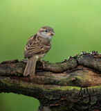 Fototapeta Las - sparrow on a branch