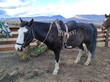 Patagonie, chevaux sellés avant balade dans la steppe, Argentine
