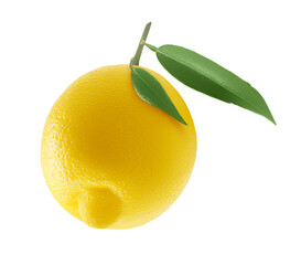 One whole lemon with two fresh leaves on thin twig isolated on white background. Large exotic fruit. Decorative element for sweet drinks, cocktails, cosmetics packaging design. Body detox. Vitamin C.