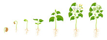 Stages Growing Green Beans. Development Legumes From Seed Germination To Fruit Ripening.