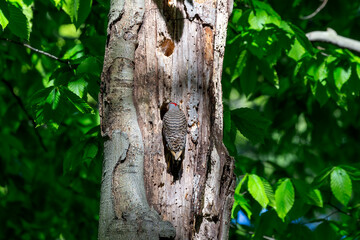 Poster - The Northern flicker (Colaptes auratus) nesting in Wisconsin. North American bird.