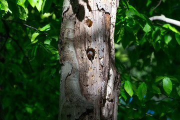 Poster - The Northern flicker (Colaptes auratus) nesting in Wisconsin. North American bird.