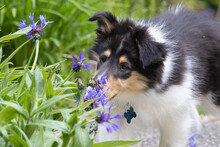A Rough Collie Puppy Sniffing A Purple Flower.
