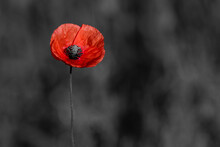 Red Poppies On Black And White Background. Flowers Poppies Blossom On Wild Field. Remembrance Day Concept. Horizontal Remembrance Day Theme Poster, Greeting Cards, Headers, Website And App.