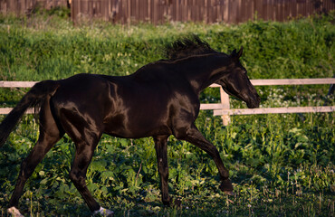 Wall Mural - running  beautiful black horse in paddock. summer time