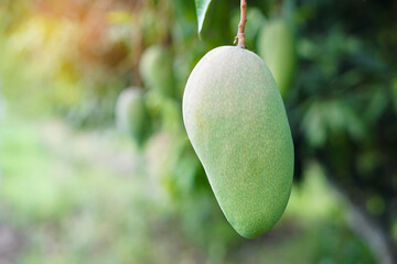 Wall Mural - Selective focus on green mango fruit in garden. Seasonal and agriculture crops in Thailand.    