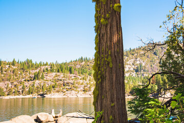 Wall Mural - Tree trunk and lake background